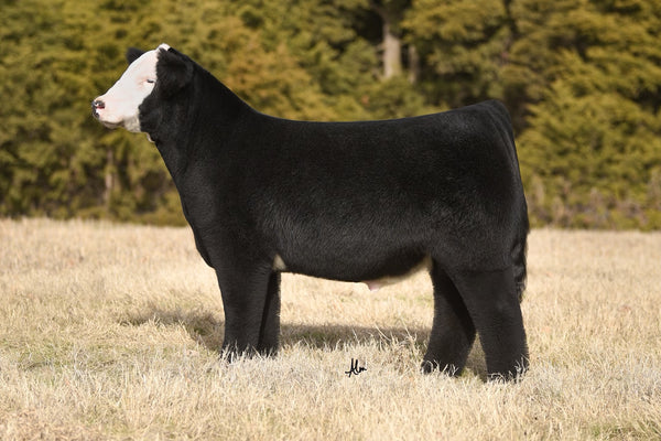 Turn It Up – GRISWOLD CATTLE