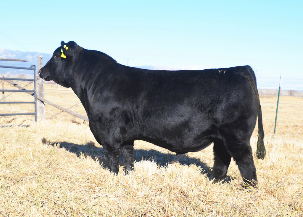 Calving Ease