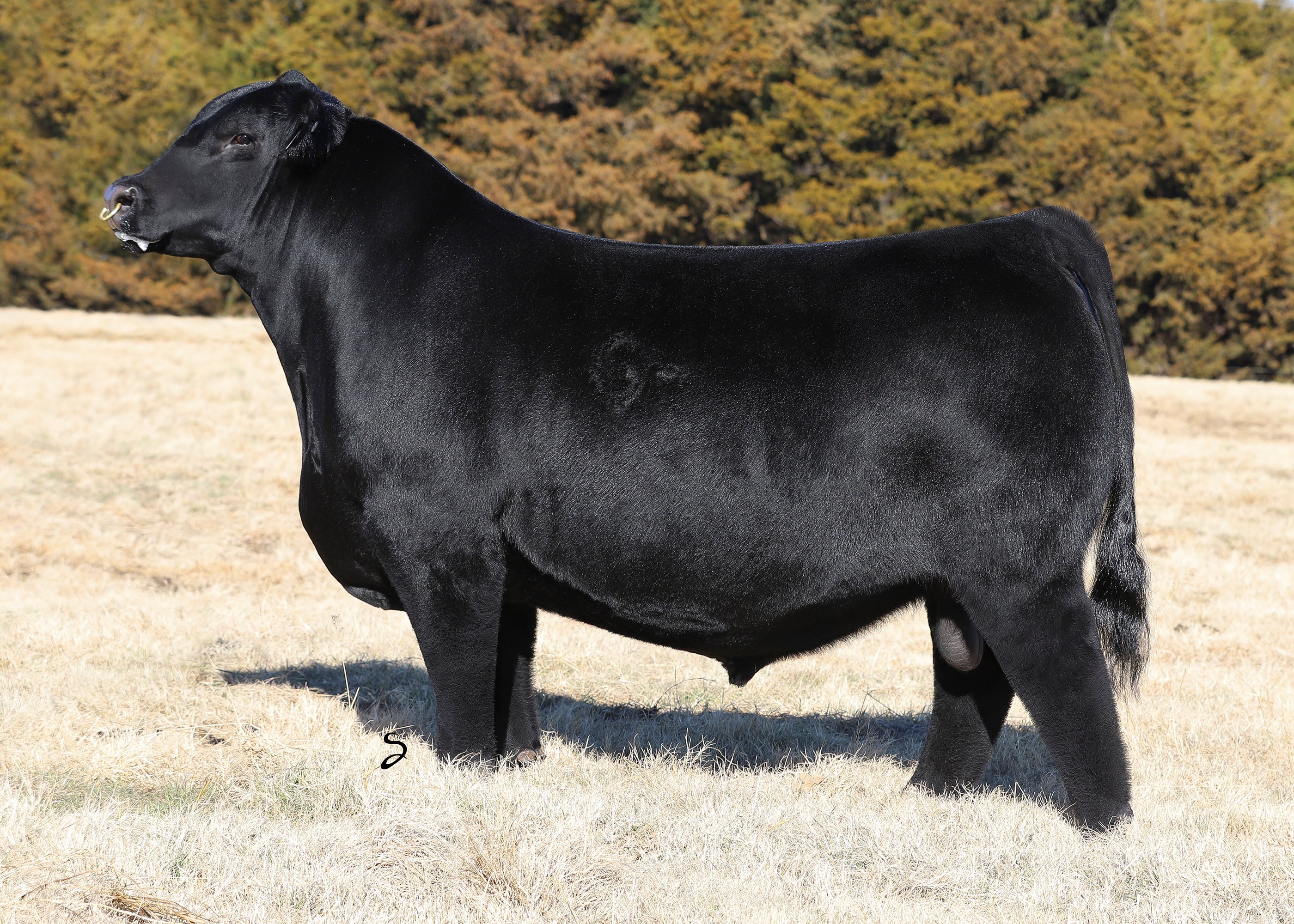 メルシー牧場 Collections – GRISWOLD CATTLE