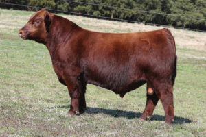 Red Angus