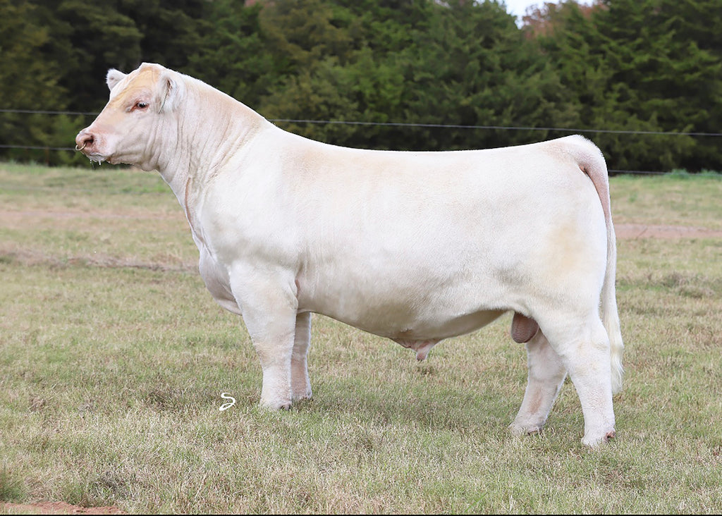 Charolais