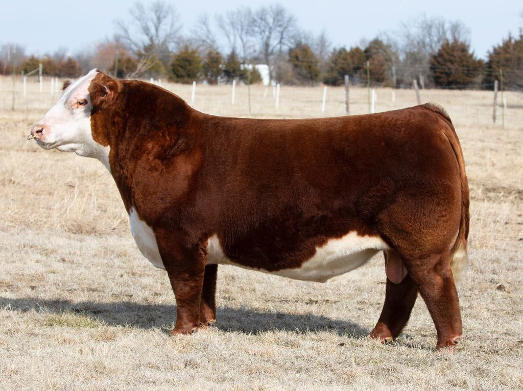 Hereford