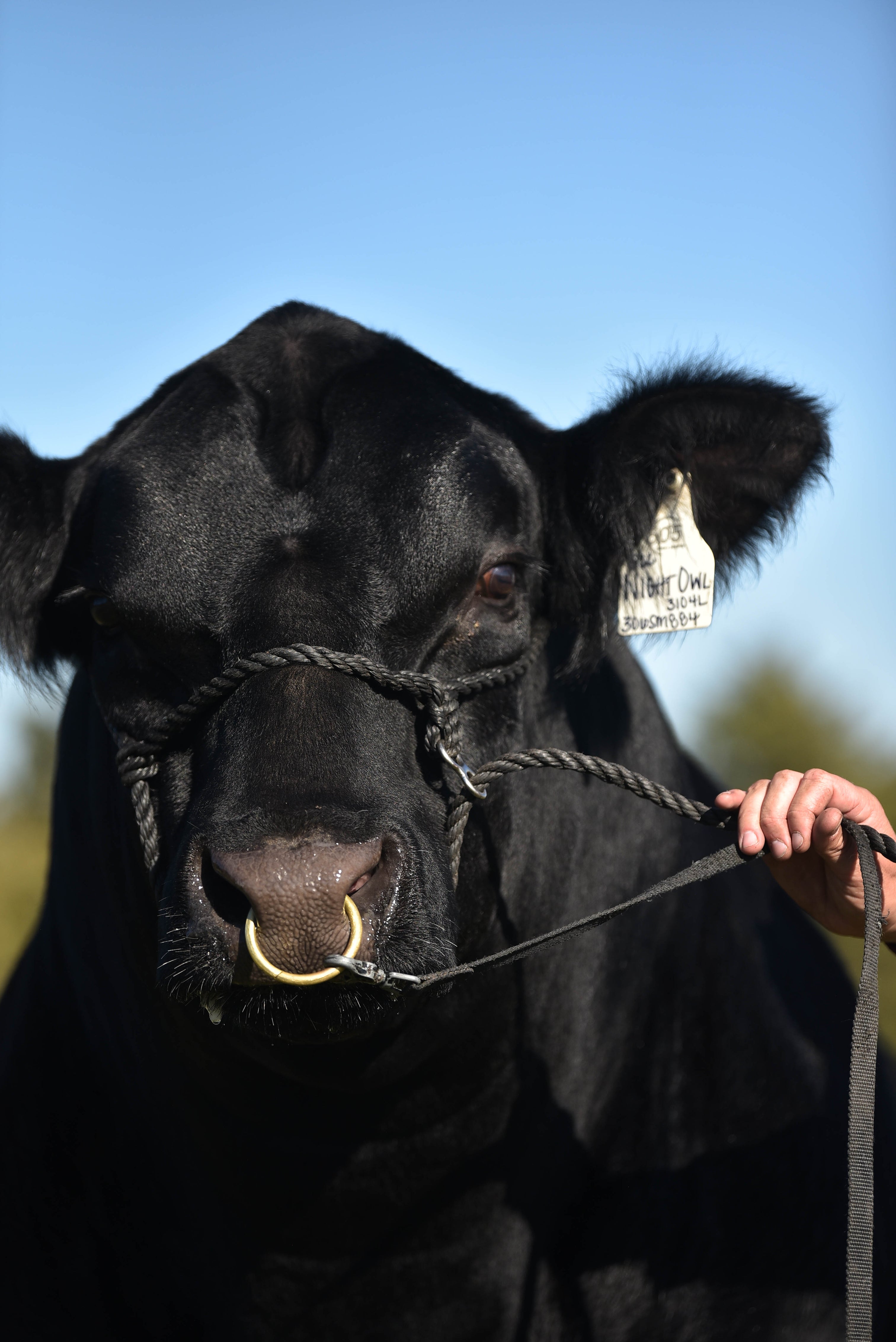 Griswold Cattle