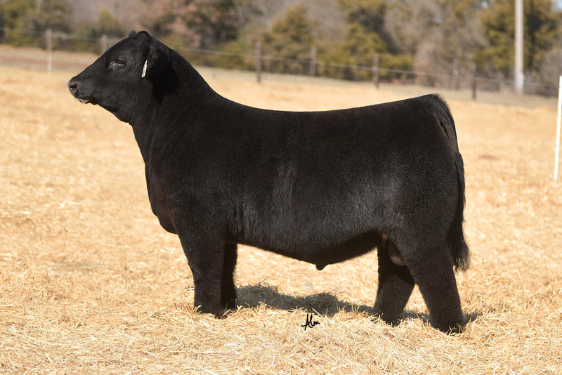Mission Statement – GRISWOLD CATTLE