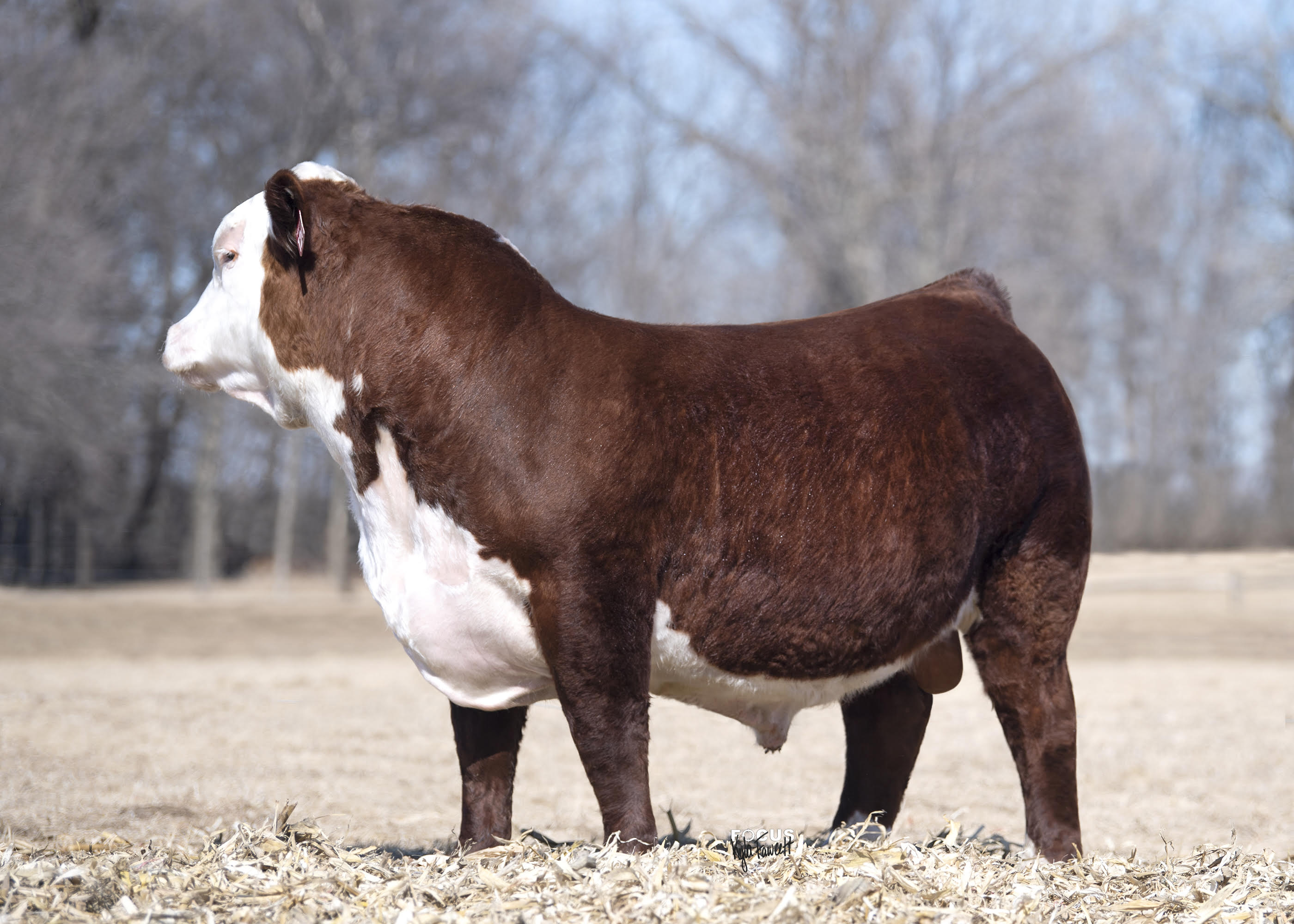 Griswold Cattle