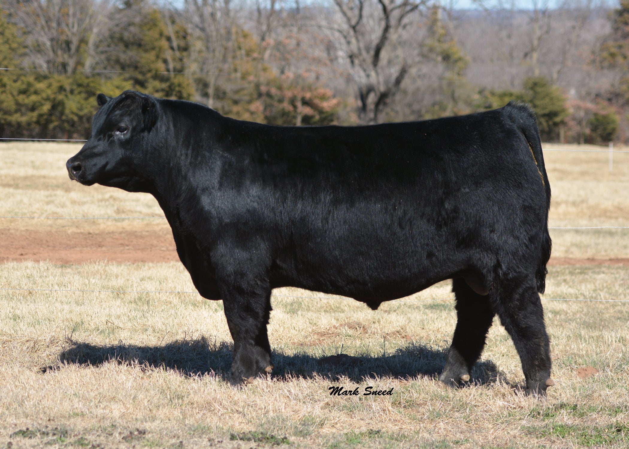 Emulate This – GRISWOLD CATTLE