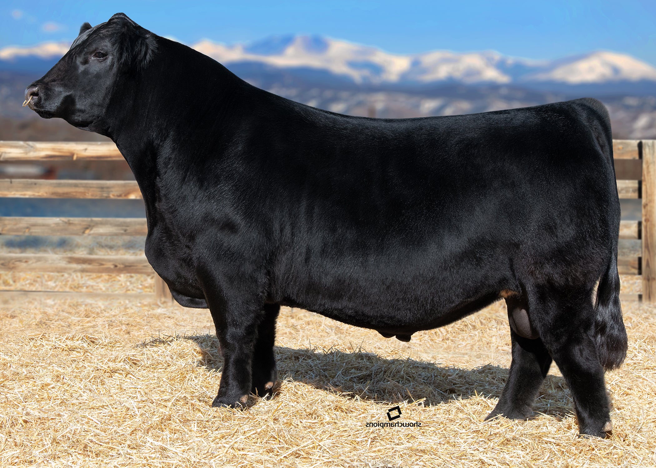 Reckoning GRISWOLD CATTLE