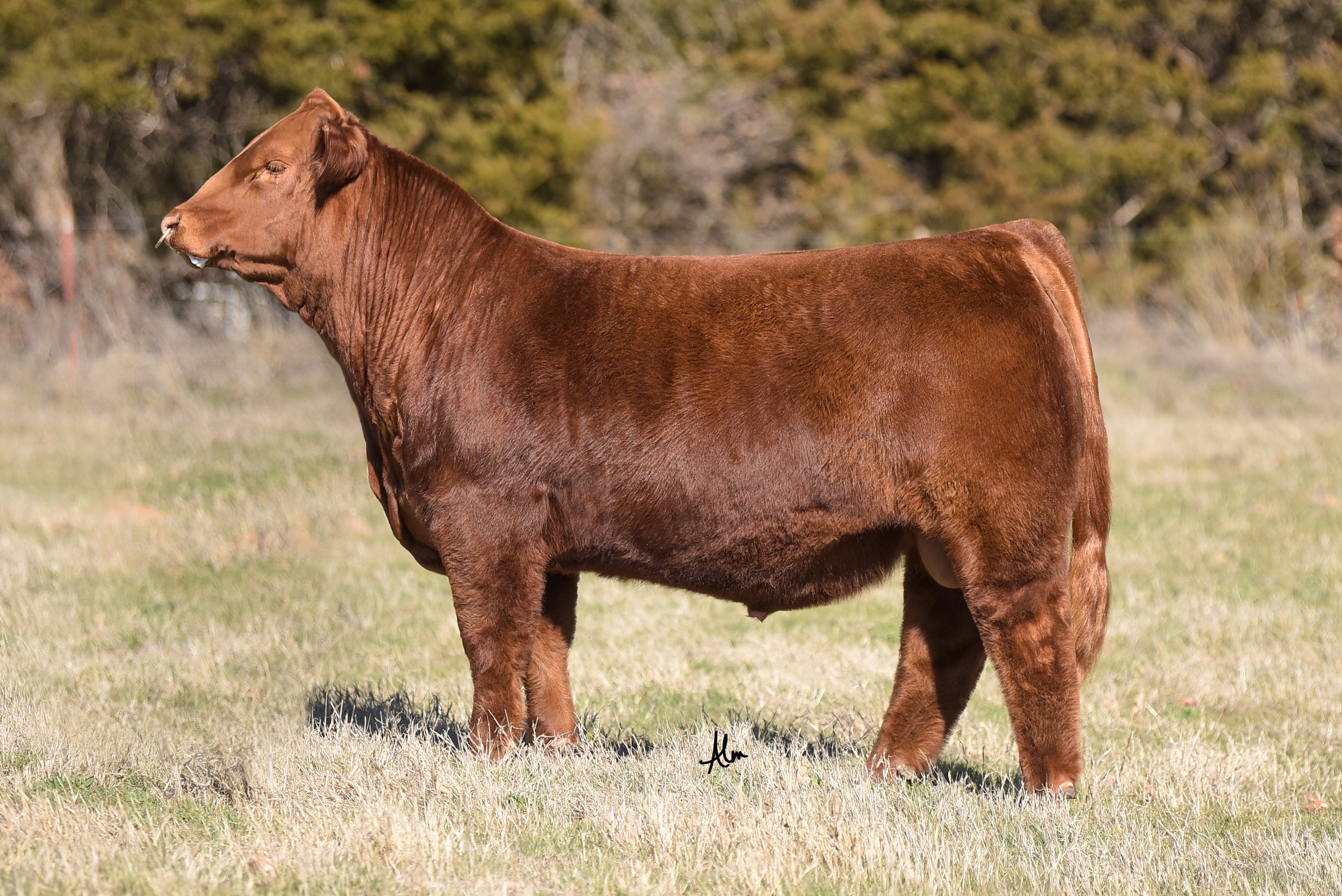 Collections GRISWOLD CATTLE