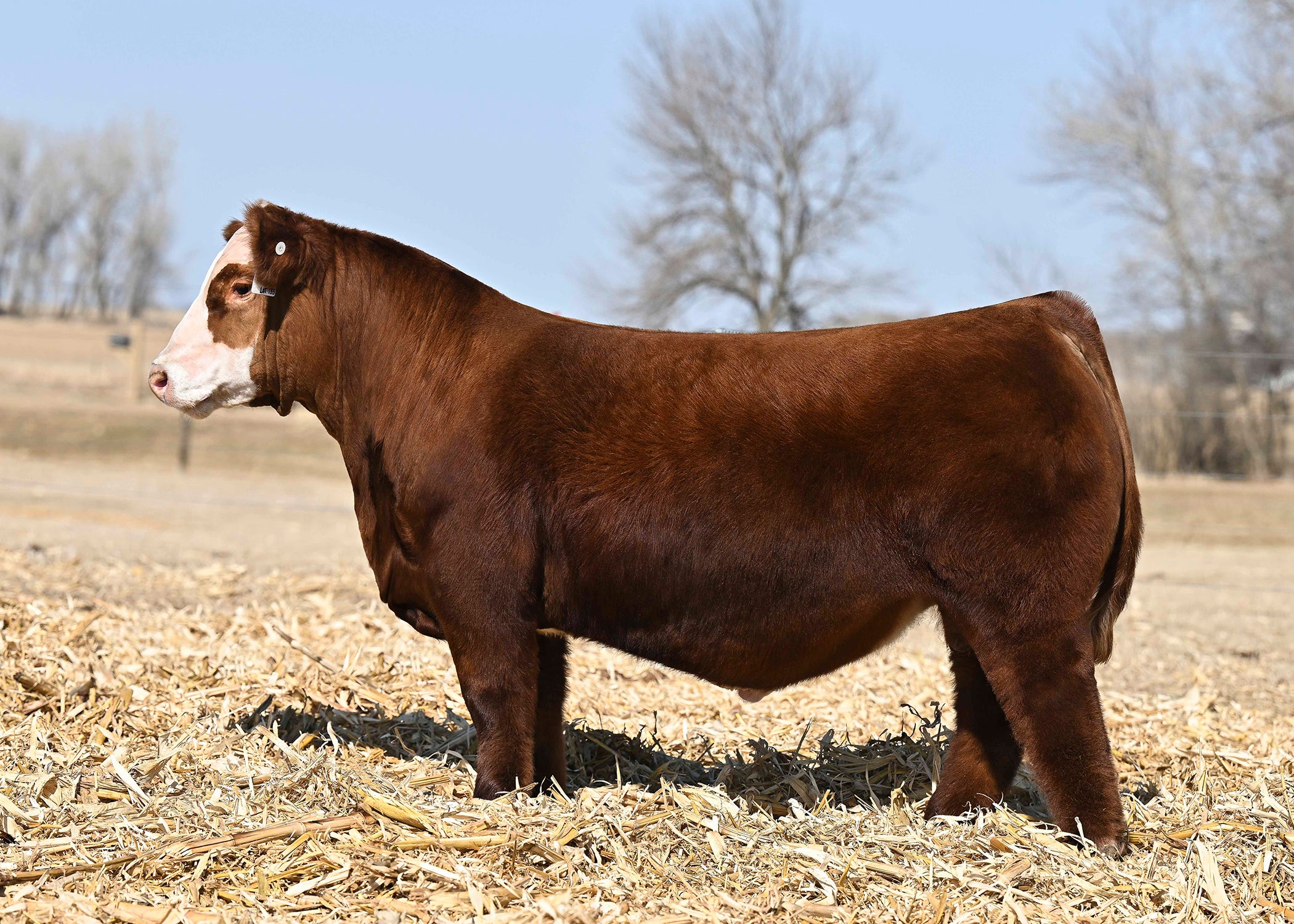 Betonred APK: Die beste mobile App für österreichische Spieler