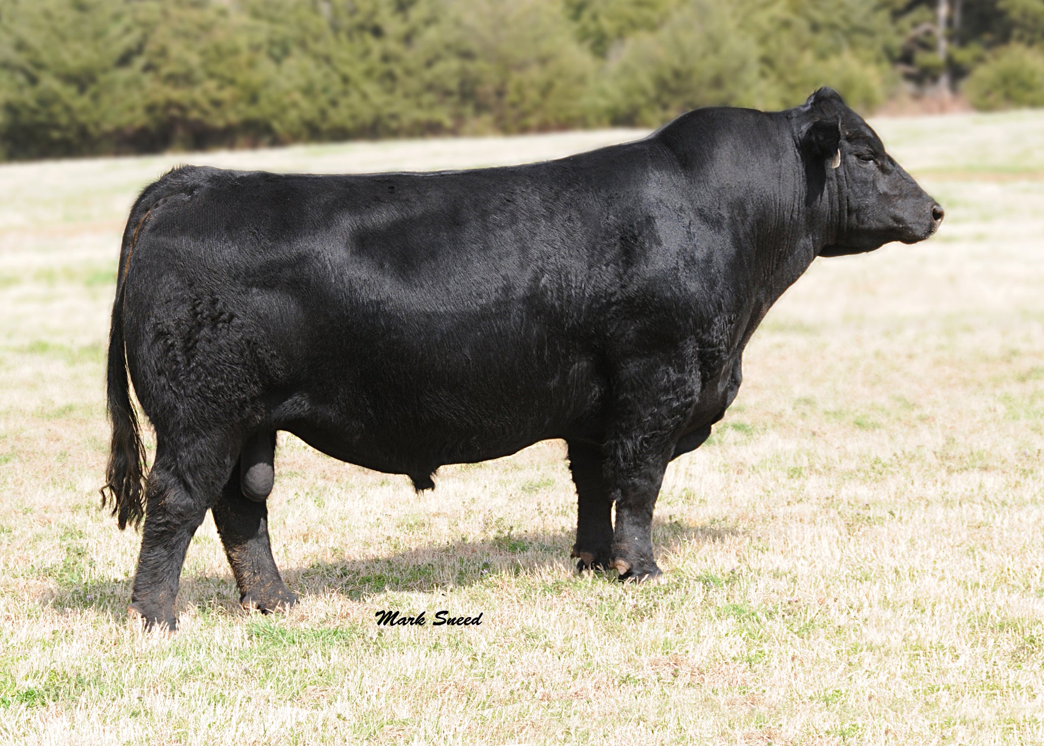 Black Watch GRISWOLD CATTLE