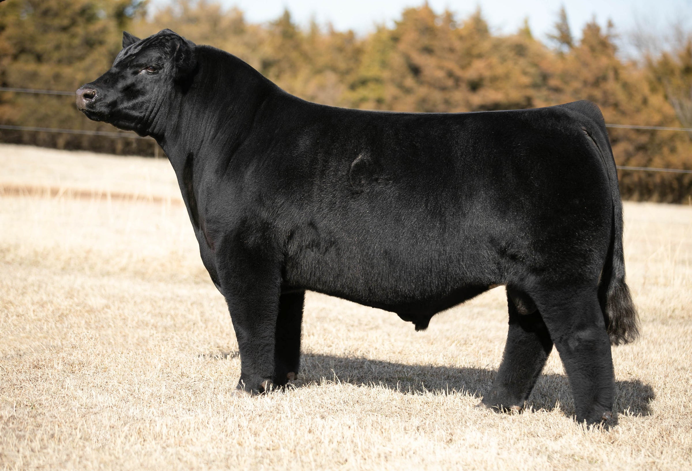 Makin Time – GRISWOLD CATTLE