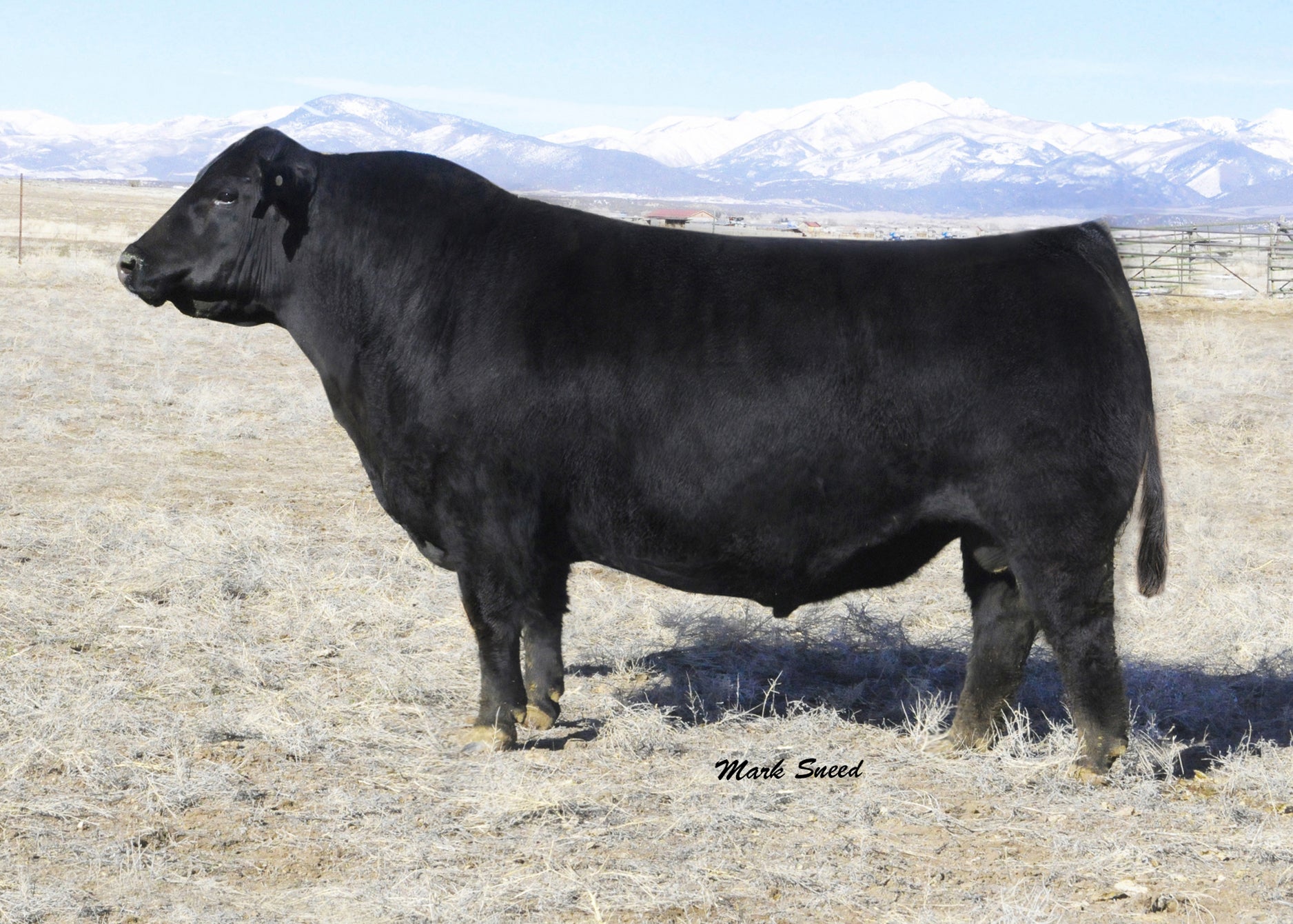Hard as Steel – GRISWOLD CATTLE