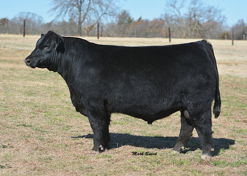 Angus – GRISWOLD CATTLE