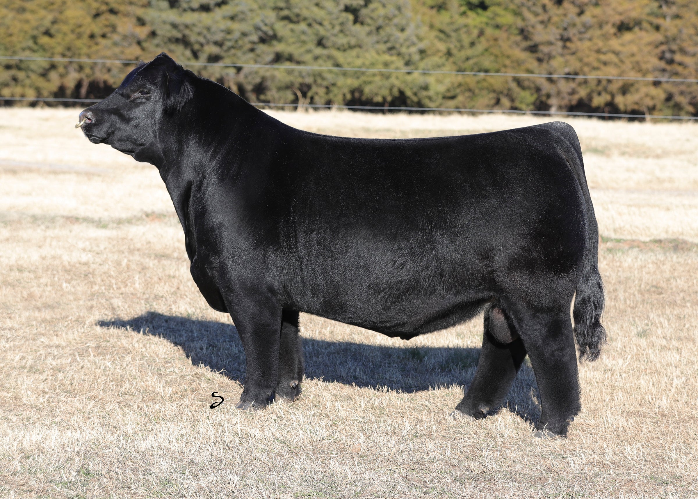 S.A.M. β GRISWOLD CATTLE