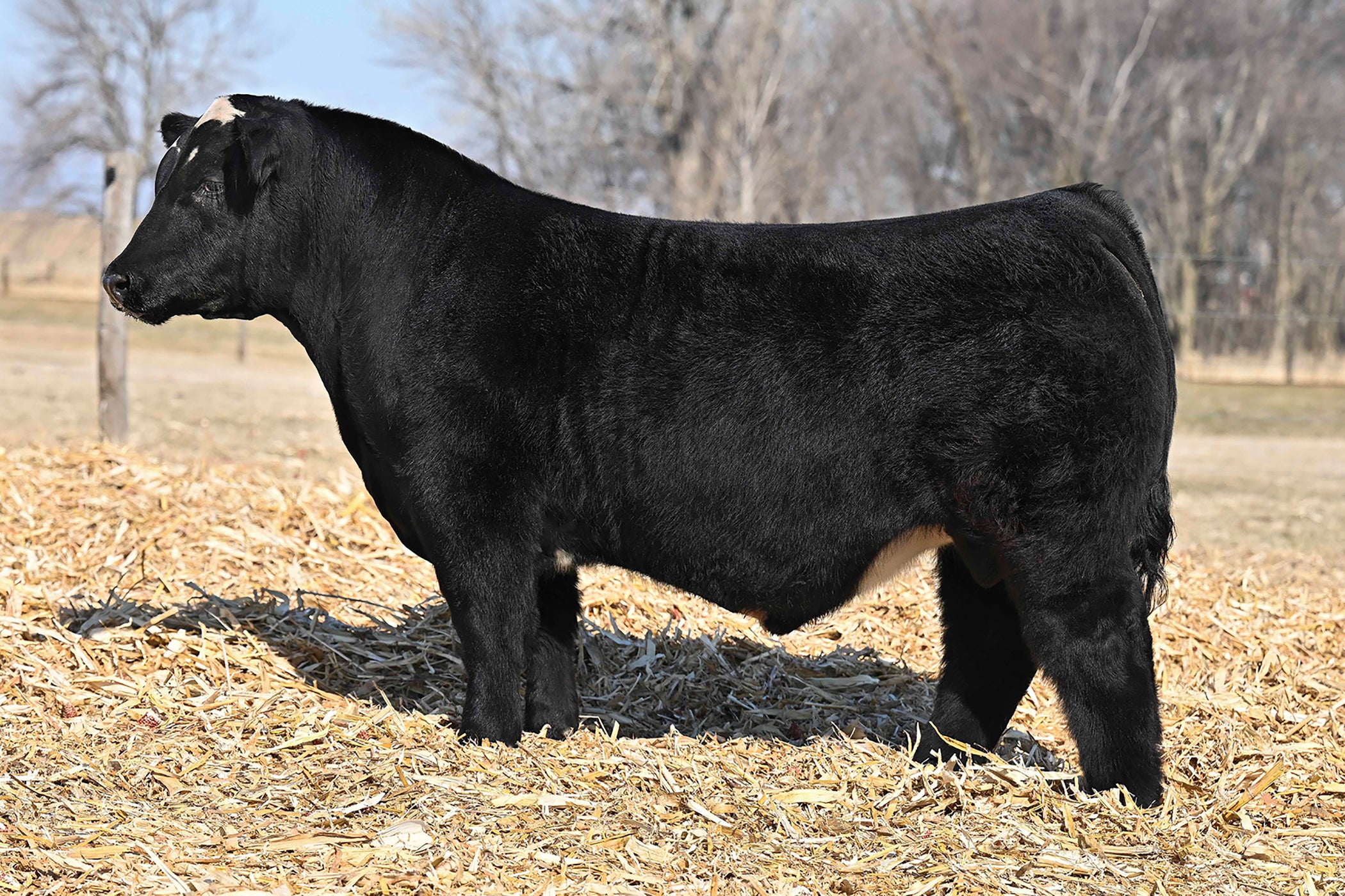 Maine Anjou GRISWOLD CATTLE