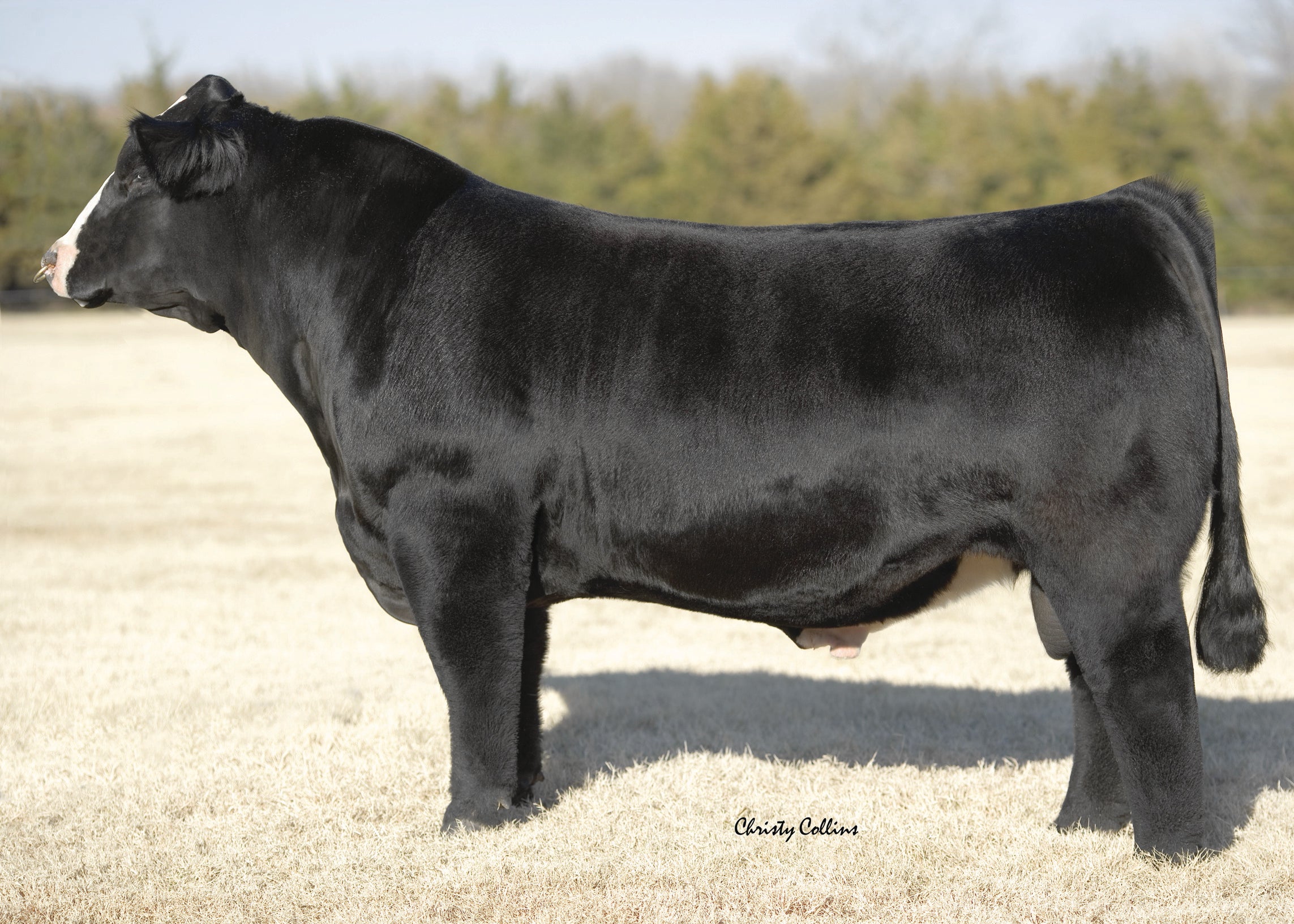 Steel Force – GRISWOLD CATTLE