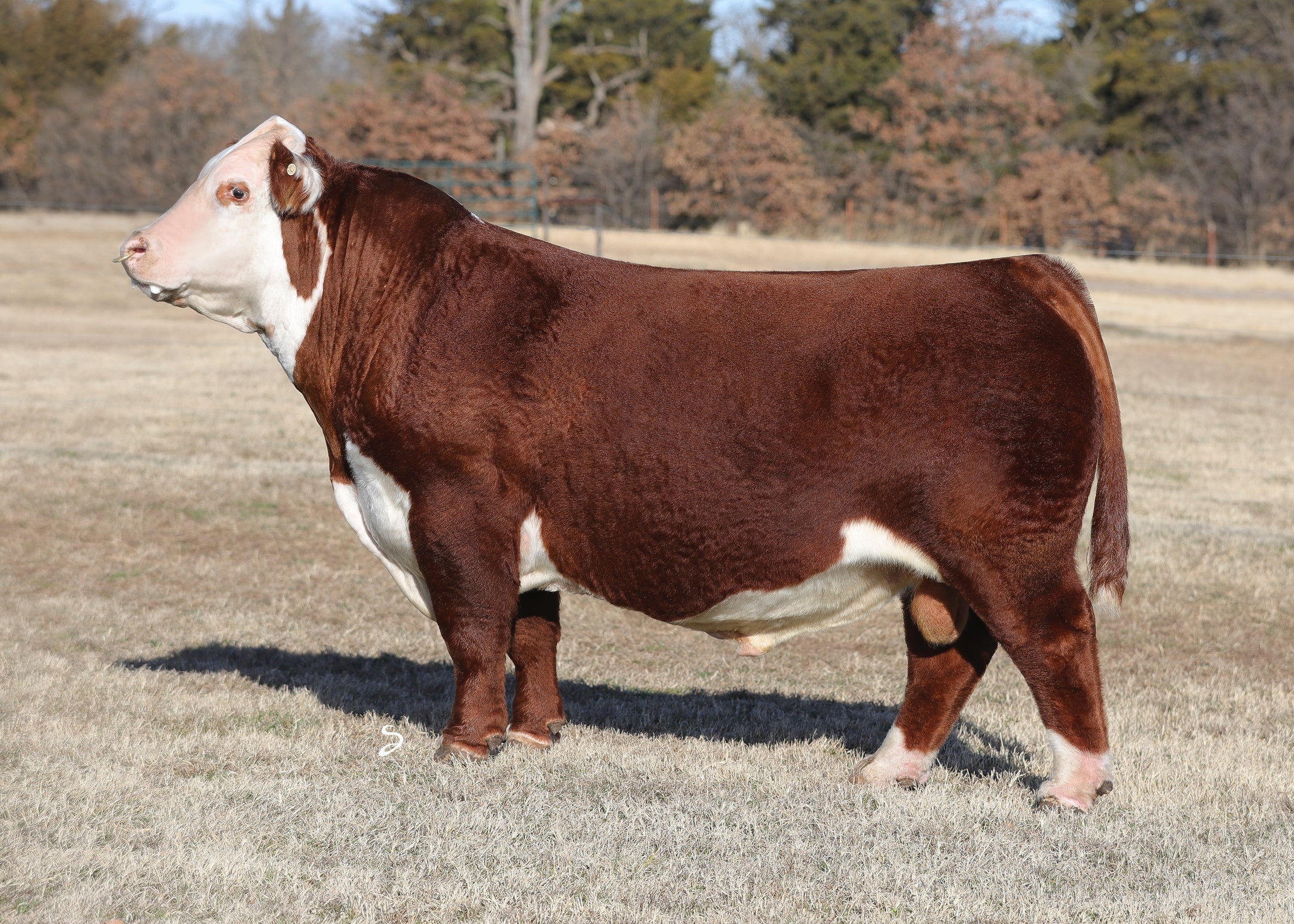 Chicago GRISWOLD CATTLE