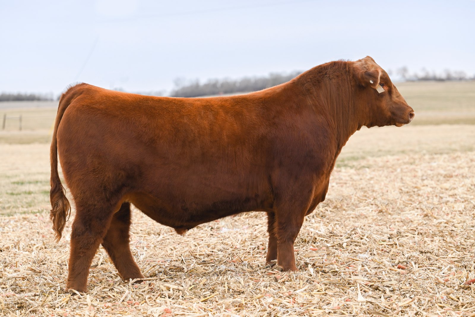 Simmental GRISWOLD CATTLE