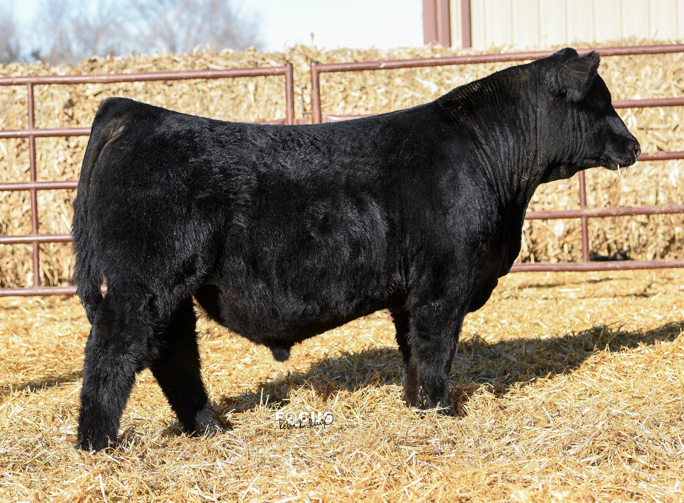 Lucky 13 – GRISWOLD CATTLE